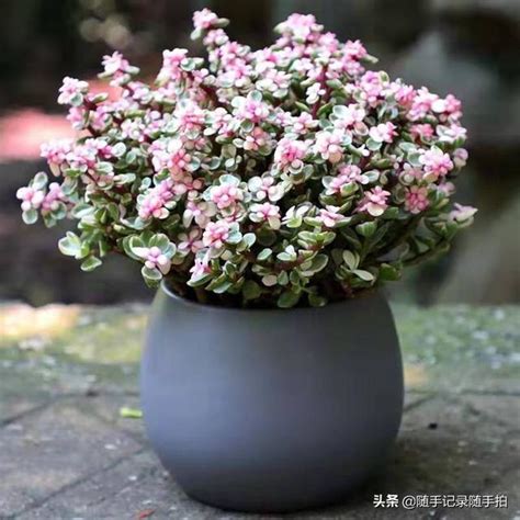 植物金枝玉葉|馬齒莧樹:馬齒莧樹也叫樹馬齒莧；又名金枝玉葉 樹、。